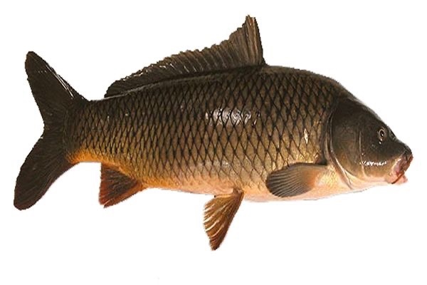 Cá chép - kg