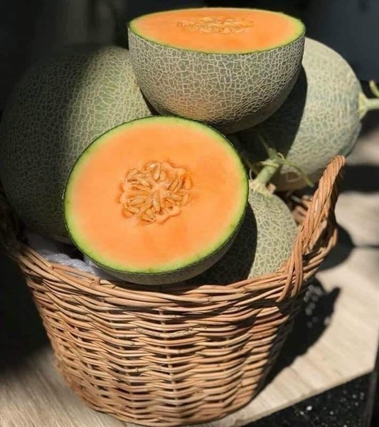 Dưa Lưới