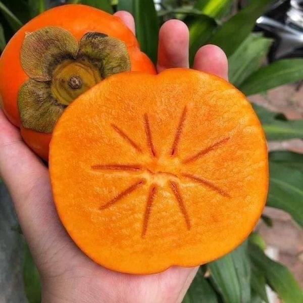 Hồng Socola